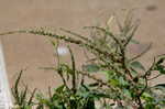 Thorny amaranth